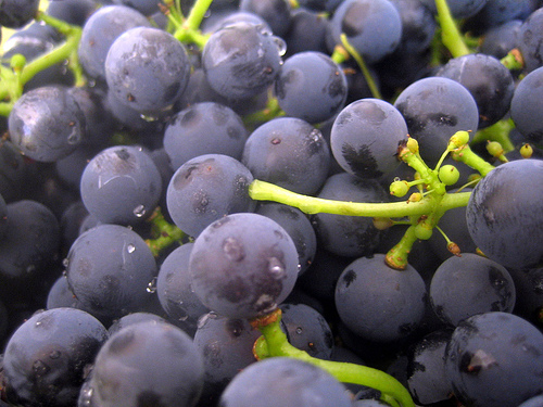 ملف:Yeast on grapes.jpg