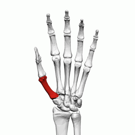 ملف:First metacarpal bone (left hand) - animation01.gif