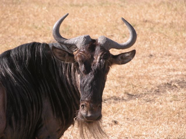 ملف:Gnu head.jpg