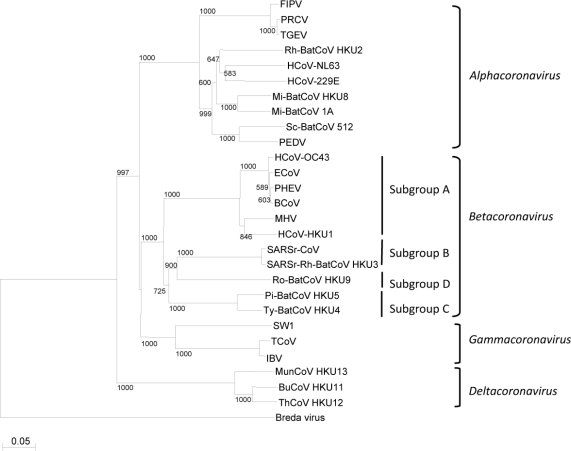 ملف:Phylogenetic tree of coronaviruses.jpg