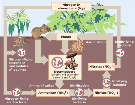 ملف:Nitrogen Cycle.jpg