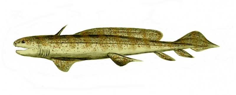 ملف:Orthacanthus BW.jpg