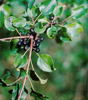 ملف:Rhamnus catharticus leaves and fruit.jpg