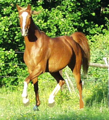 ملف:Trot.jpg