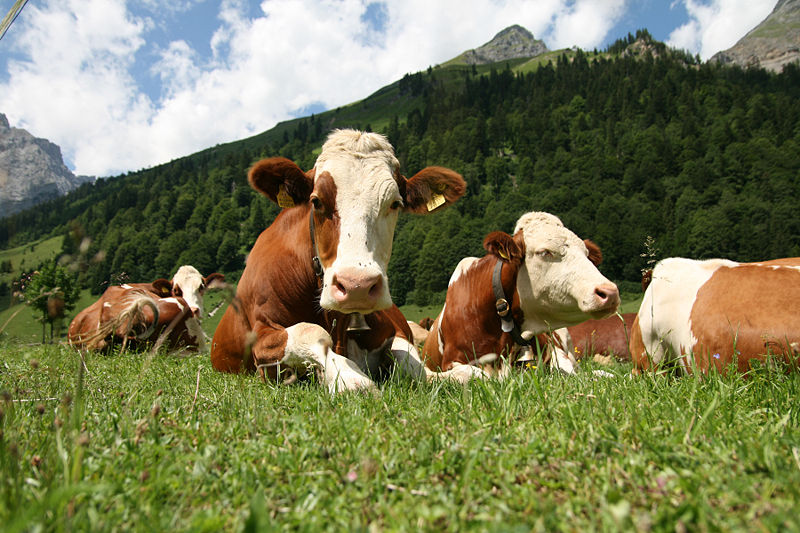 ملف:Bos taurus taurus relaxing.jpg