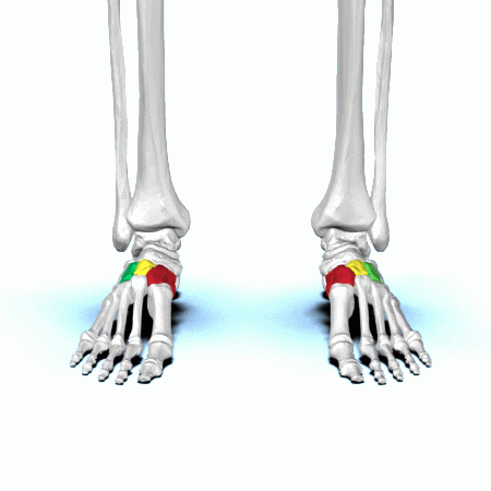 ملف:Cuneiform bone animation01.gif