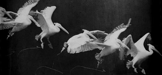 ملف:Marey - birds.jpg