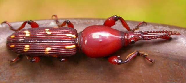 ملف:Weevil wynaad.jpg
