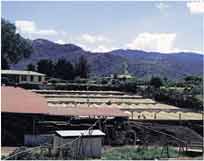 حبوب البن تجفف تحت الشمس، ويقوم العمال بتقليبها في أحد المصانع في الهضبة الوسطى. ويعتبر البن السلعة الرئيسية التي تصدرها كوستاريكا.