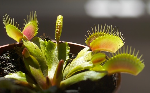ملف:Dionaea muscipula 1.jpg
