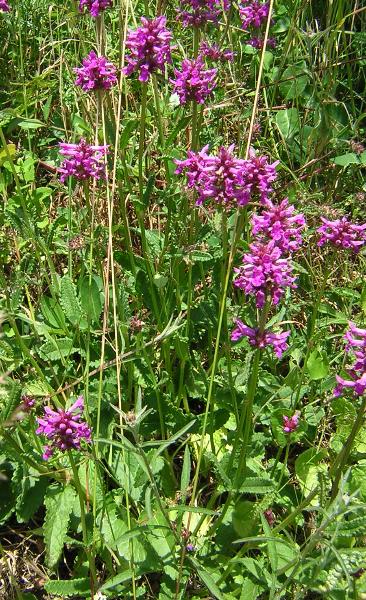 ملف:Stachys officinalis3.jpg