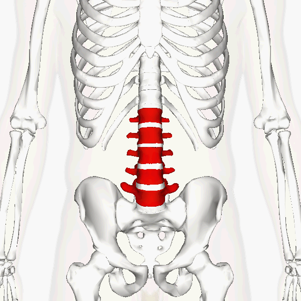 ملف:Lumbar vertebrae animation3.gif