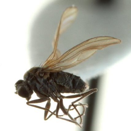 ملف:Microphorella vockerothi.jpg