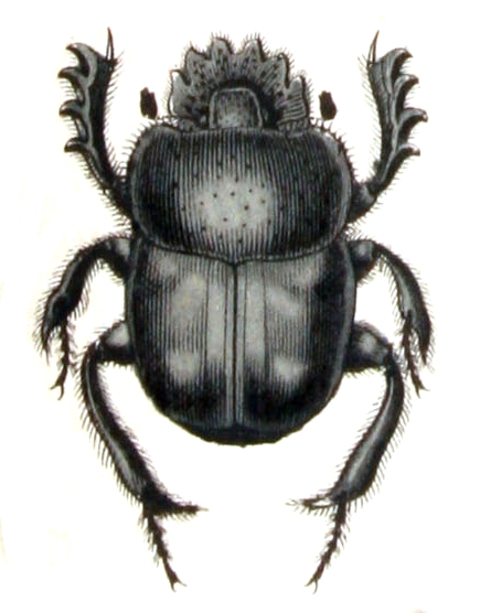 ملف:Scarabaeus.pius.-.calwer.20.12.jpg