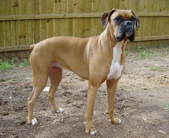ملف:Boxer female brown.jpg