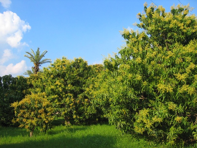 ملف:MangoTree.jpg