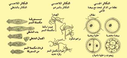 ملف:Animalspi6.jpg