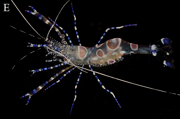 ملف:Periclimenes yucatanicus (10.1590-2358-2936e2017015) Figure 1 (cropped).jpg