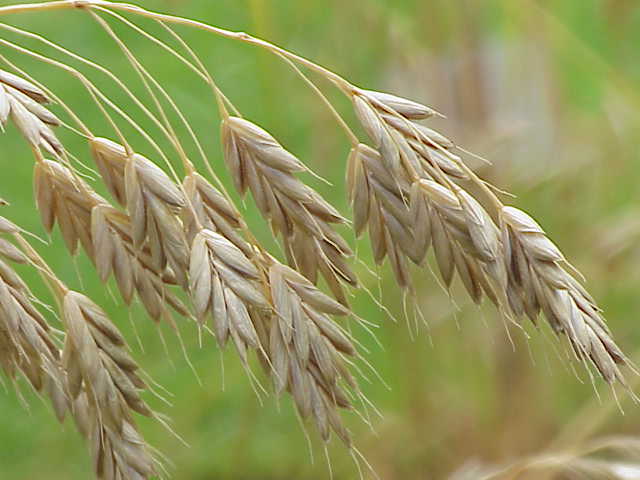 ملف:Bromus secalinus0.jpg