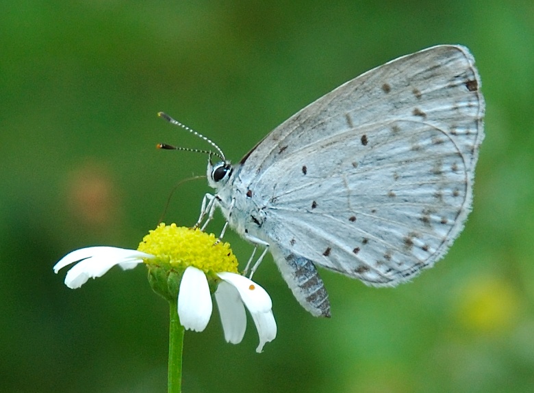 ملف:Lepidoptera 001.jpg