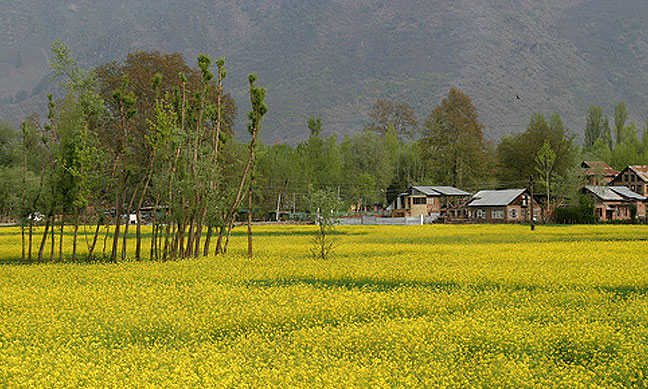 ملف:Kashmir Spring.jpg