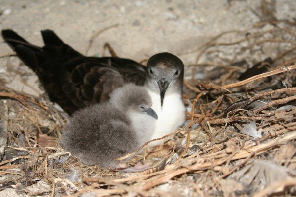 ملف:W-tail with chick.jpg
