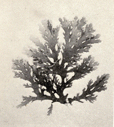 ملف:FMIB 52467 Callophyllis variegata.jpeg