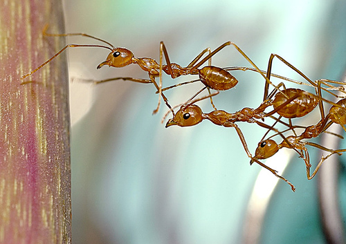 ملف:Ant active exploration using antenna.jpg