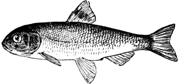 ملف:Fresh Water Fishes of New England-027-1.jpg