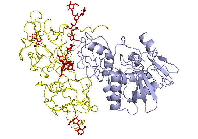 ملف:Ricin structure with sugers.png