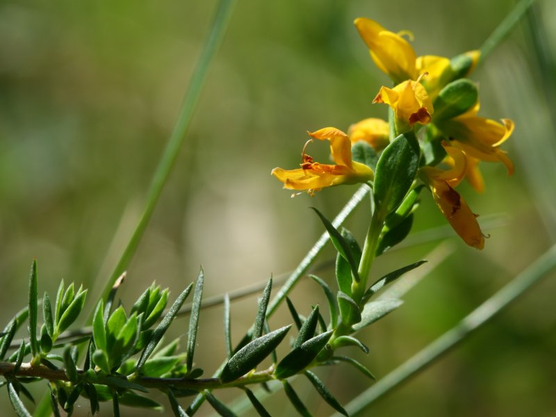 ملف:Genista anglica.jpeg