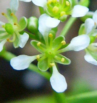 ملف:Cochlearia bavarica1.jpg