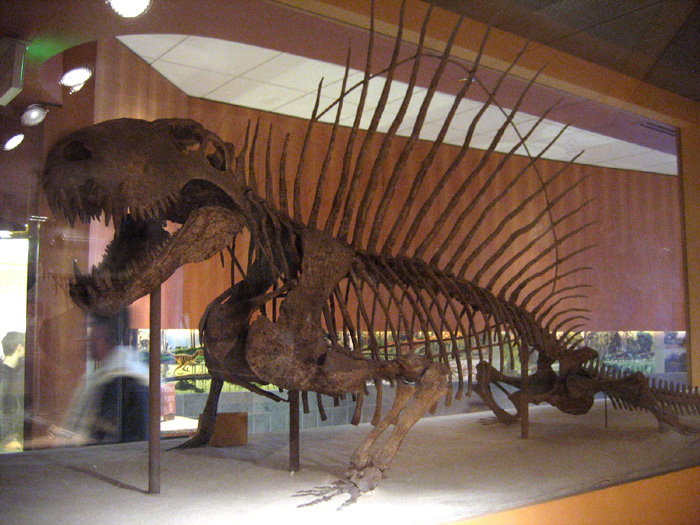 ملف:Dimetrodon.jpg