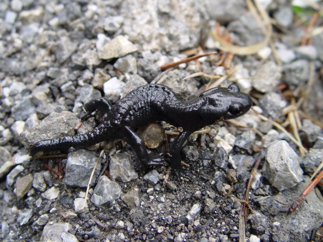 ملف:Salamandra atra.jpg