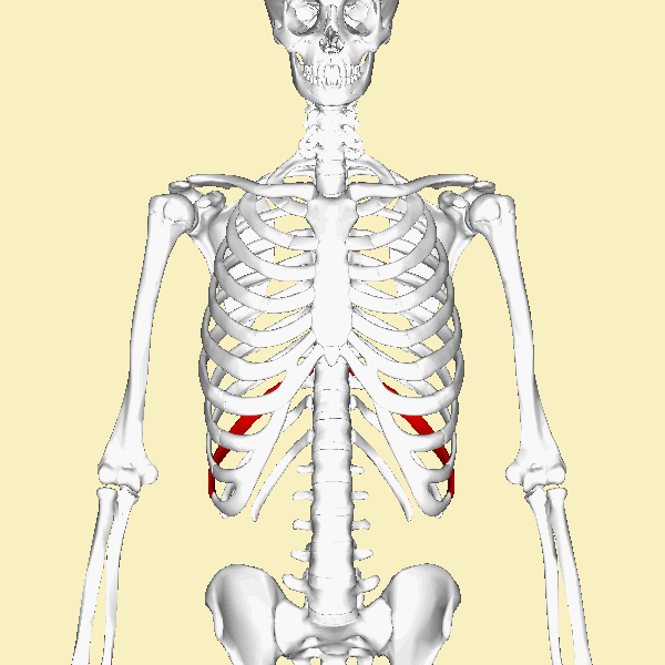 ملف:Tenth rib animation.gif