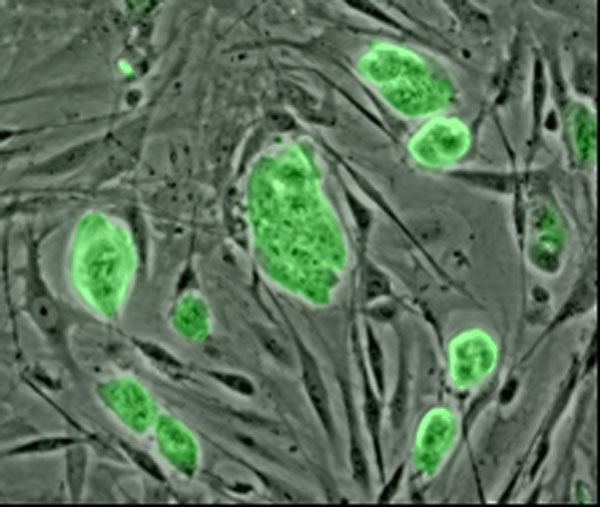 ملف:Mouse embryonic stem cells.jpg