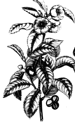 ملف:Tea plant drawing.png