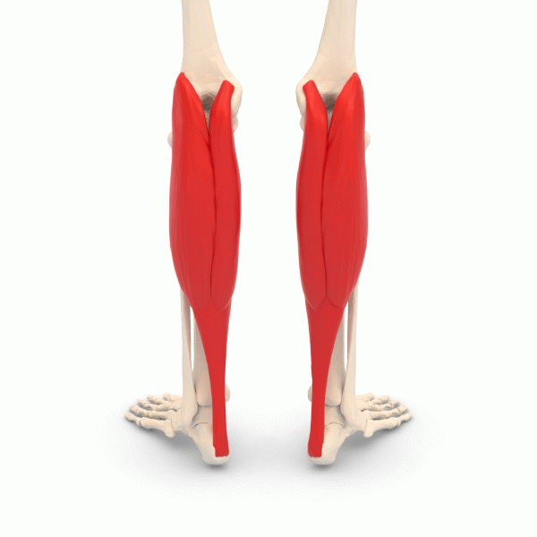 ملف:Gastrocnemius muscle - animation.gif