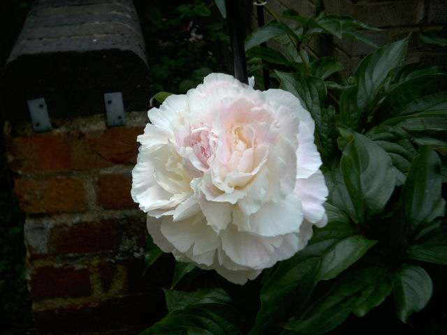 ملف:Peony1.jpg