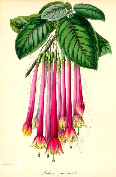 ملف:Fuchsia macrantha - Paxton.jpg