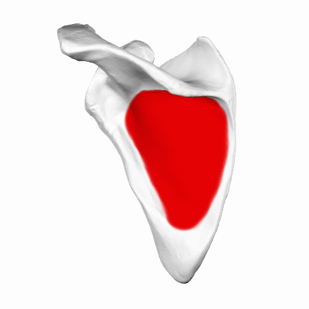 ملف:Infraspinatus fossa of left scapula- animation.gif