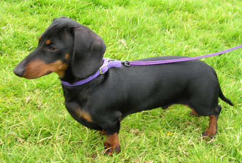 ملف:MiniDachshund1 wb.jpg