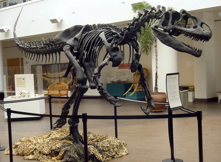 ملف:Allosaurus SDNHM (1).jpg
