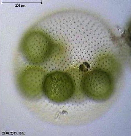 ملف:Volvox aureus.jpg