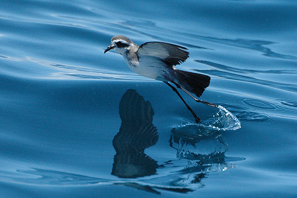 ملف:Whitefacedstormpetrel1.jpg