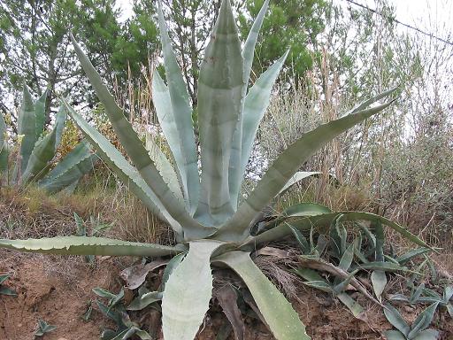 ملف:Agave americana.jpg