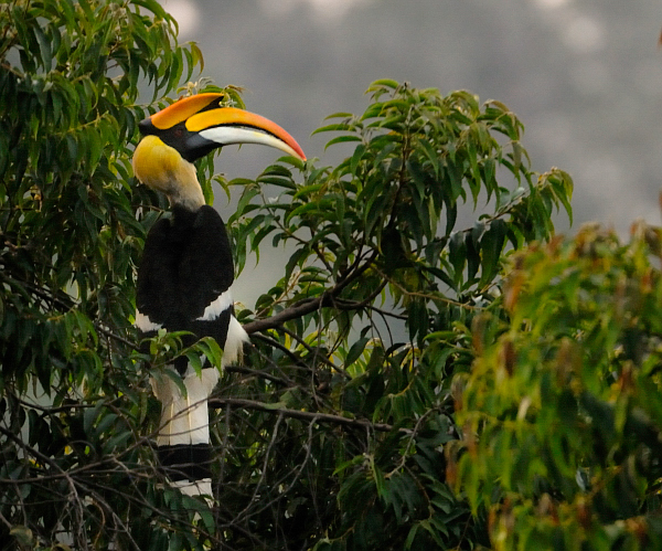 ملف:Great-Hornbill.jpg