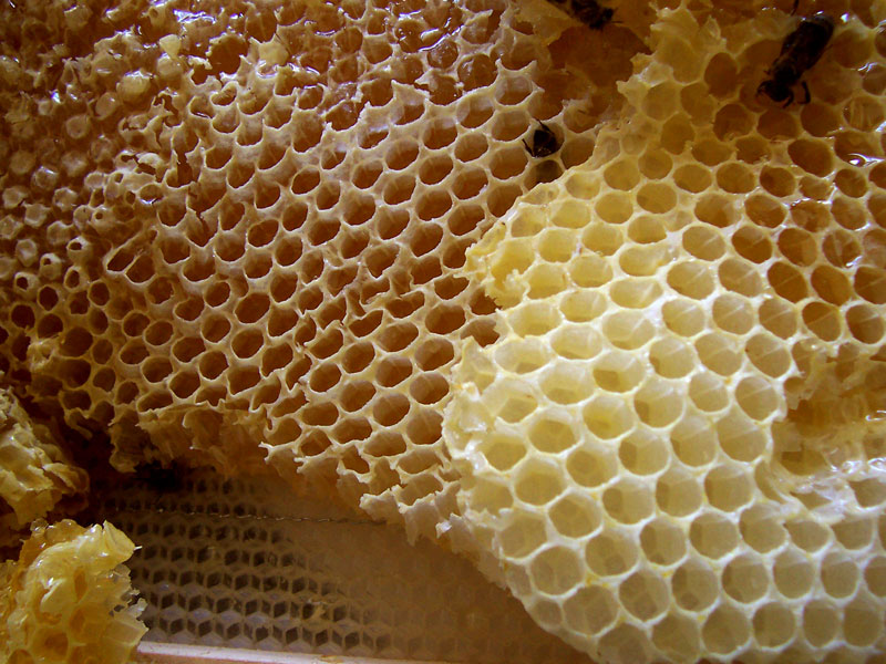 ملف:Honey comb.jpg