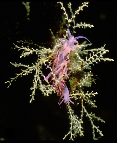ملف:Flabellina affinis 2.jpg