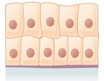 ملف:Stratified colunar epithelium.png